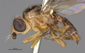 Media type: image;   Entomology 13363 Aspect: habitus lateral view